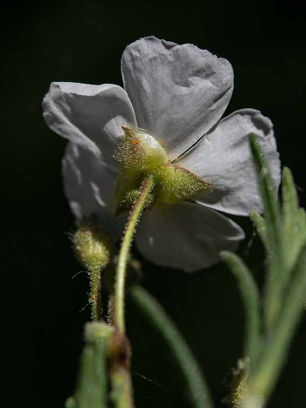 Halimium umbellatum viscosum.19