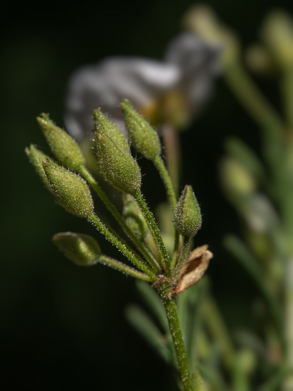 Halimium umbellatum viscosum.20