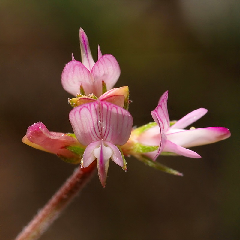 Hedysarum spinosissimum.18