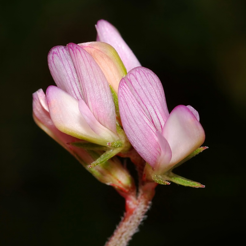 Hedysarum spinosissimum.19