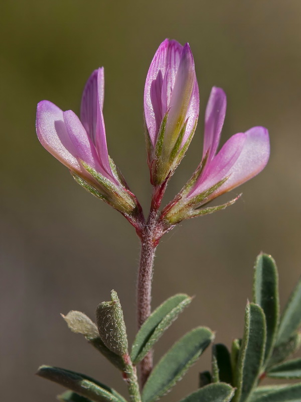 Hedysarum spinosissimum.10