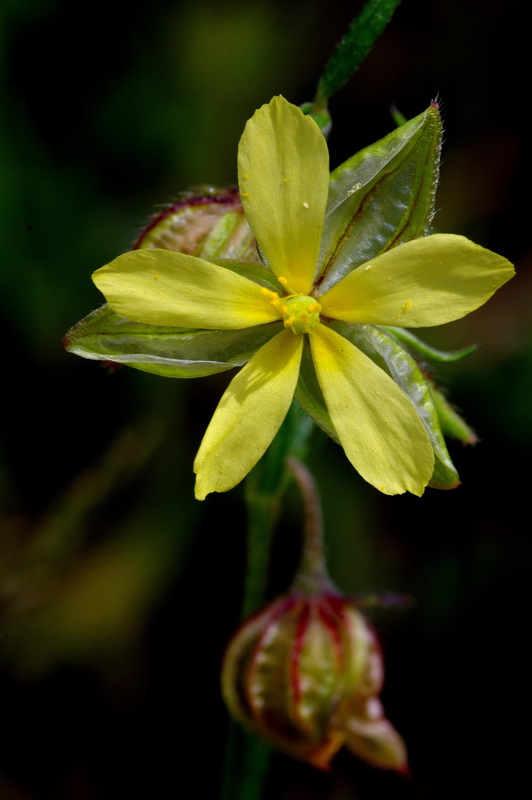 Helianthemum aegyptiacum.12