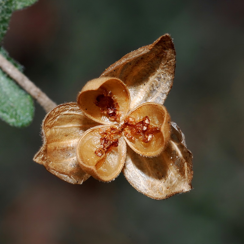 Helianthemum almeriense.20