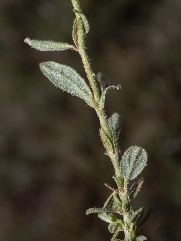 Helianthemum apenninum stoechadifolium.05
