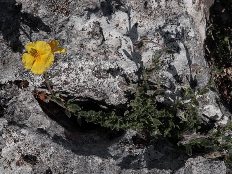 Helianthemum apenninum stoechadifolium.31