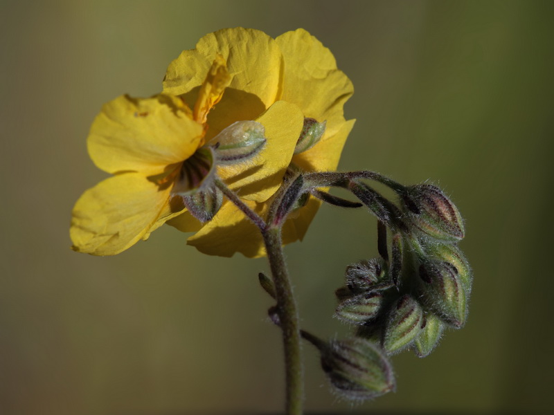 Helianthemum apenninum stoechadifolium.39