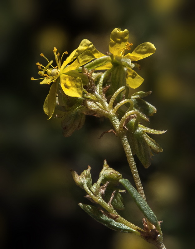 Helianthemum squamatum.33