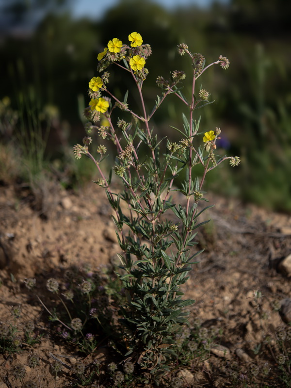 Helianthemum syriacum.01