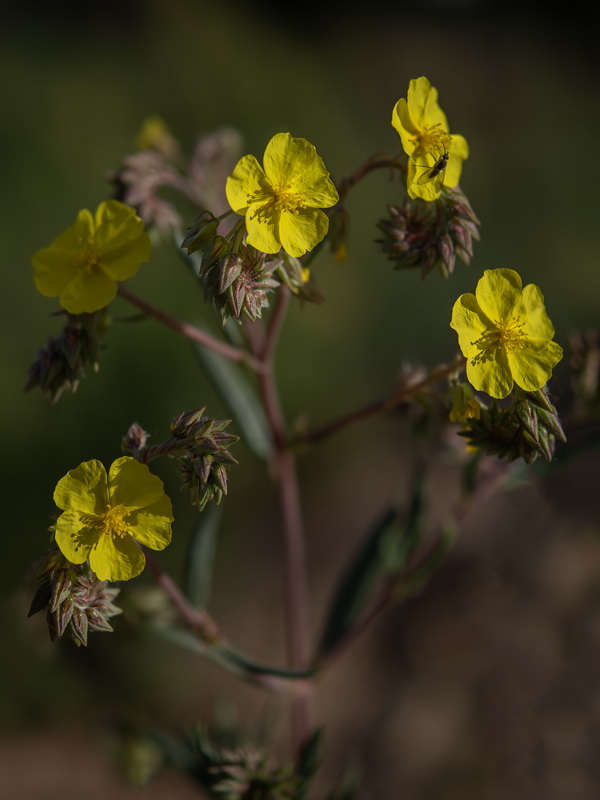 Helianthemum syriacum.24