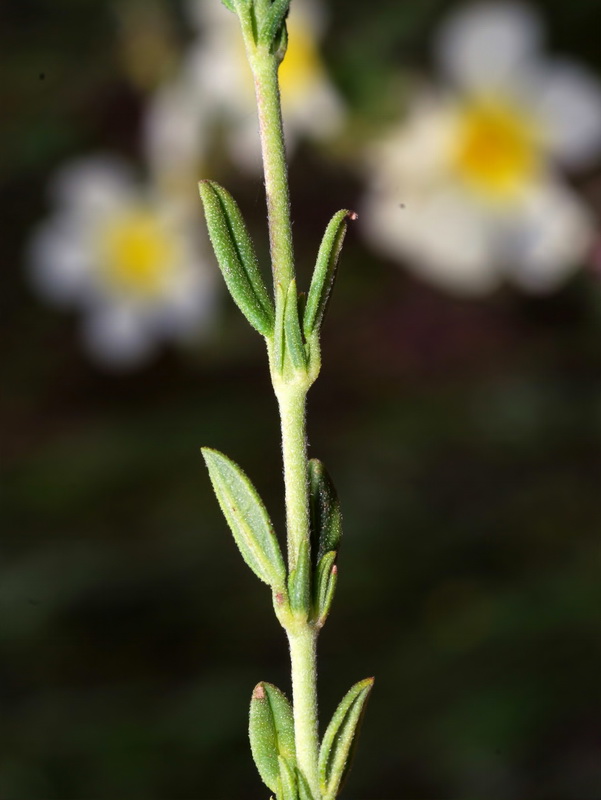 Helianthemum violaceum.03