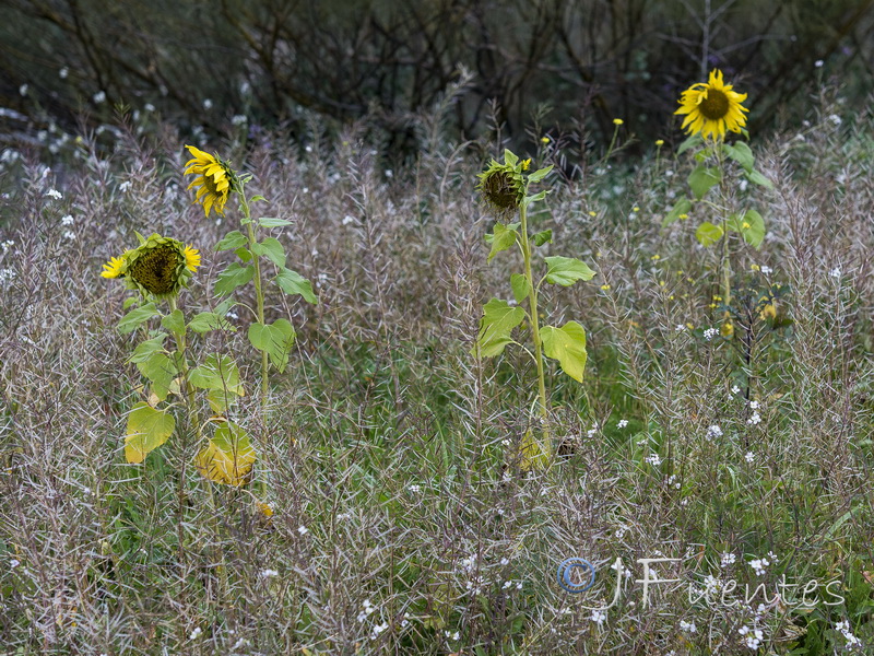 Helianthus annuus.22