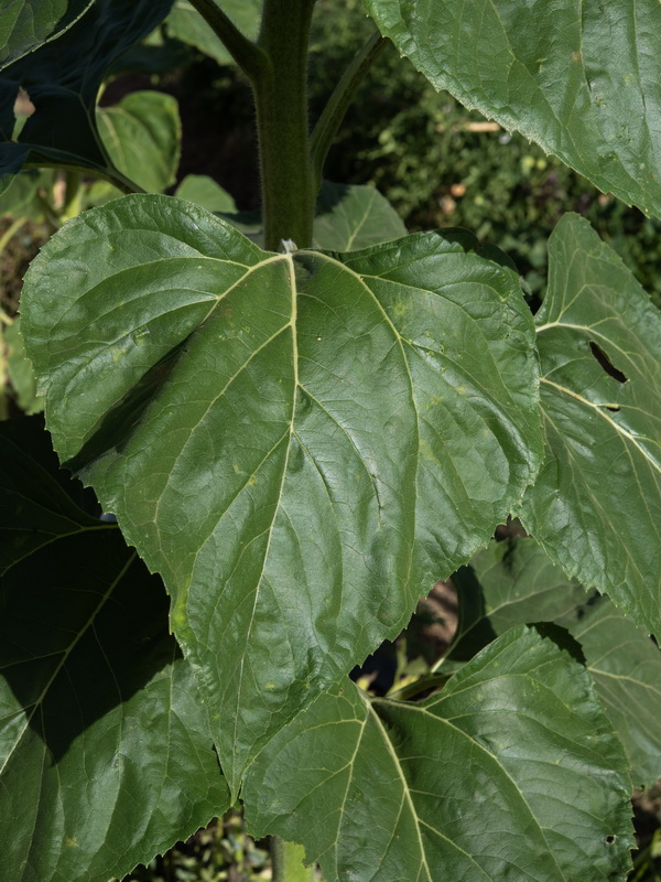 Helianthus annuus.05