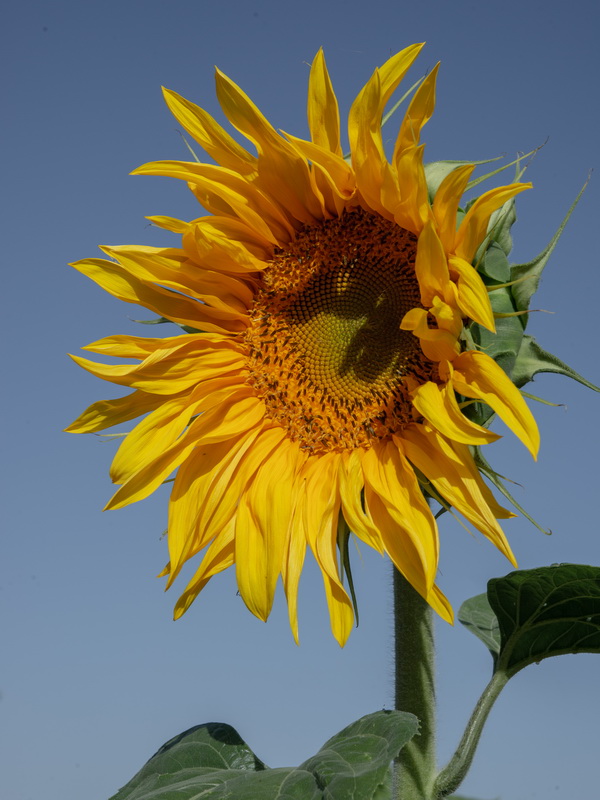 Helianthus annuus.26