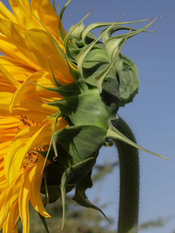 Helianthus annuus.27