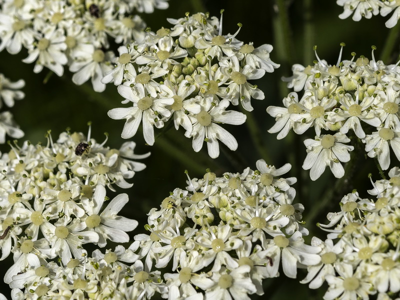 Heracleum sphondylium granatense.25