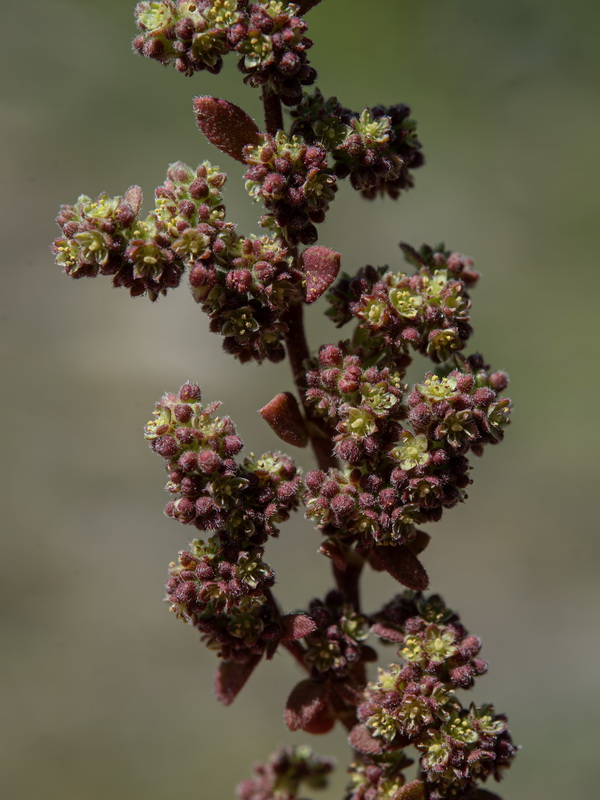 Herniaria scabrida.06