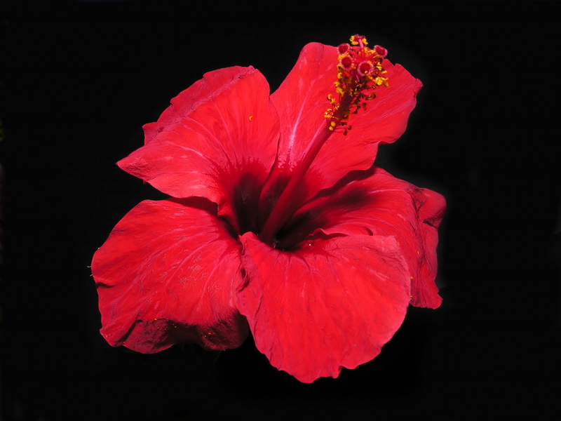 Hibiscus rosa sinensis.07