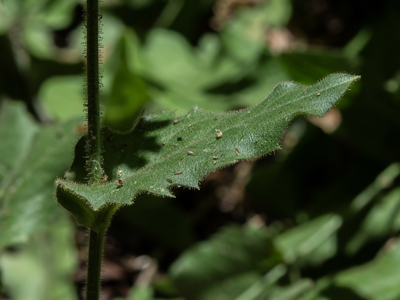 Hieracium amplexicaule.14