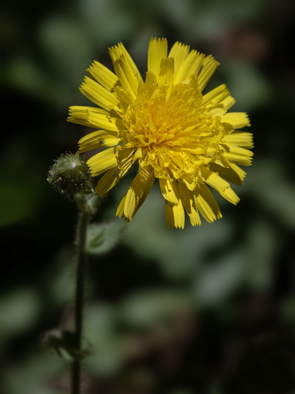 Hieracium amplexicaule.16