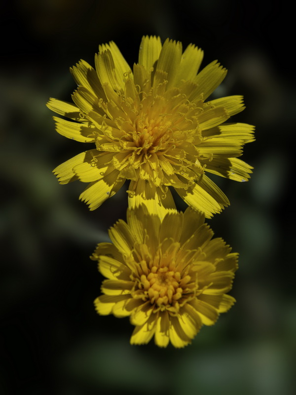 Hieracium amplexicaule.05