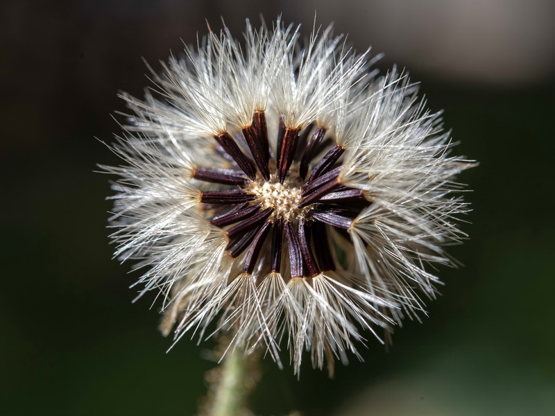 Hieracium amplexicaule.22