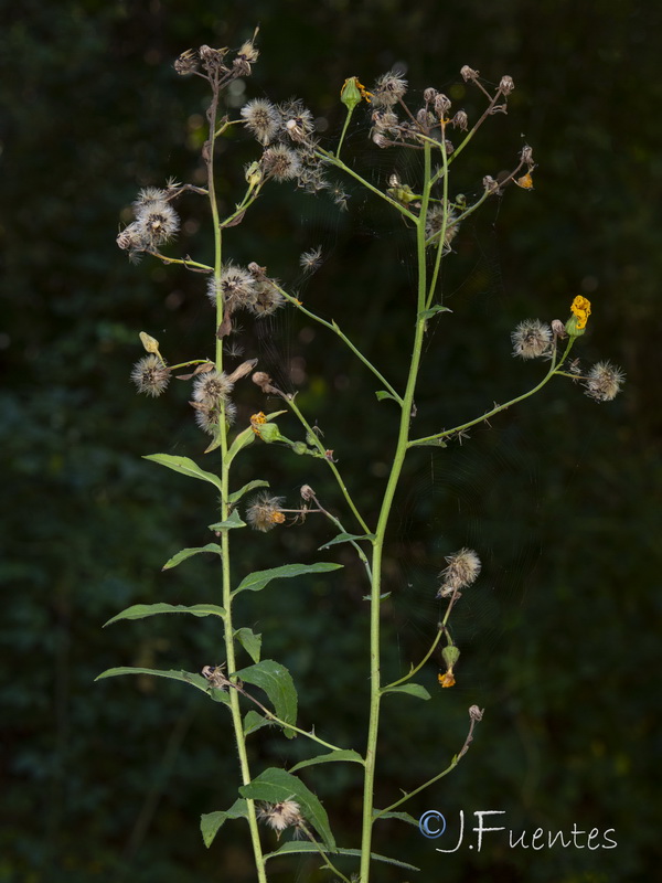 Hieracium inuloides.09