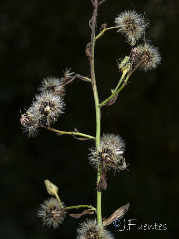 Hieracium inuloides.12