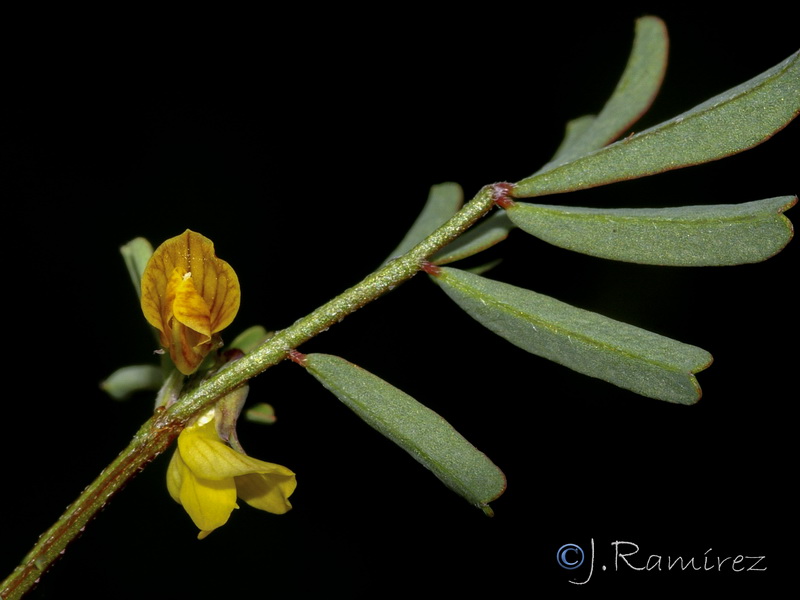 Hippocrepis biflora.15