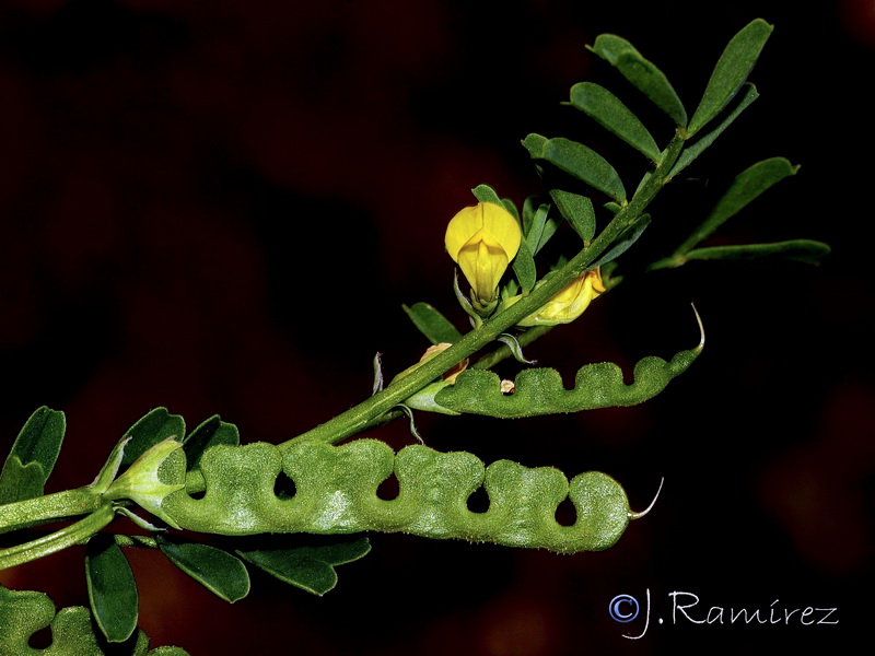 Hippocrepis biflora.16