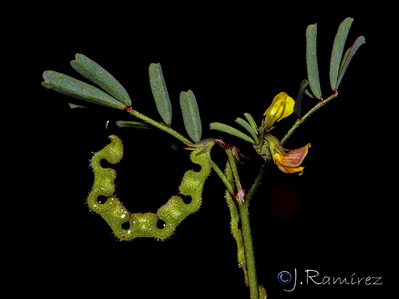 Hippocrepis biflora.17