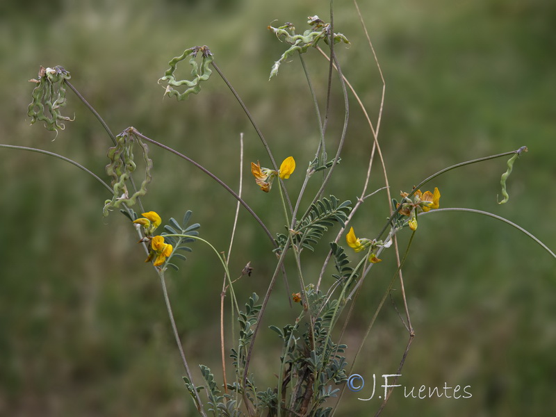 Hippocrepis bourgaei.14