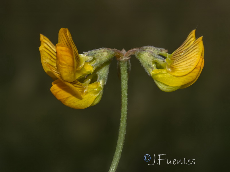 Hippocrepis bourgaei.03