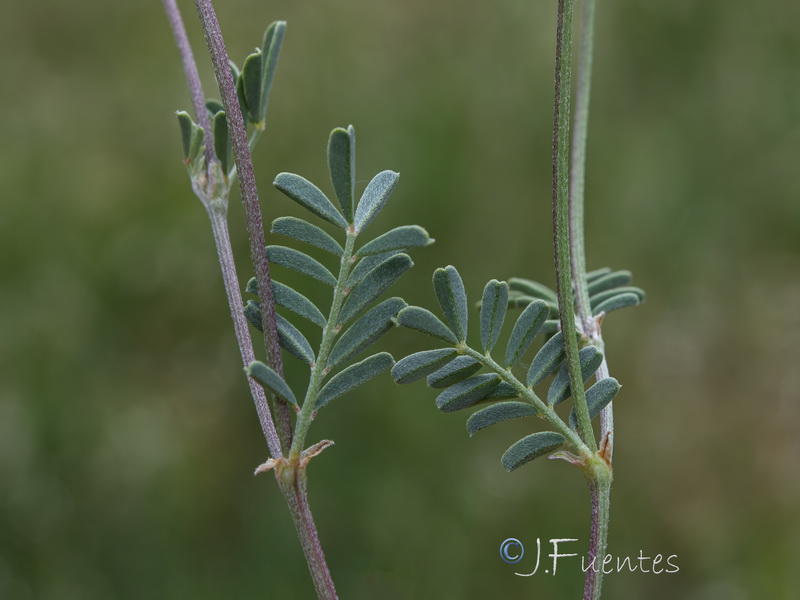 Hippocrepis bourgaei.16