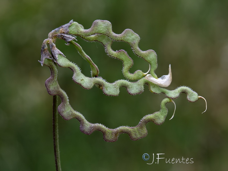 Hippocrepis bourgaei.12