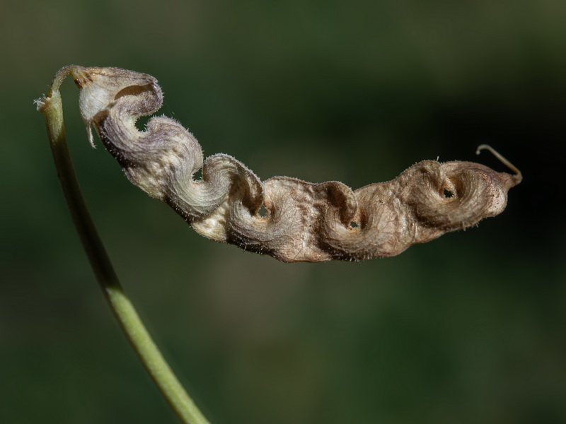 Hippocrepis prostrata 2.08