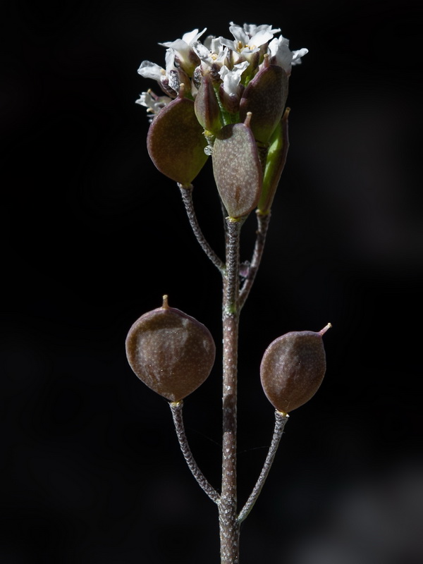 Hormathophylla cadevalliana.24