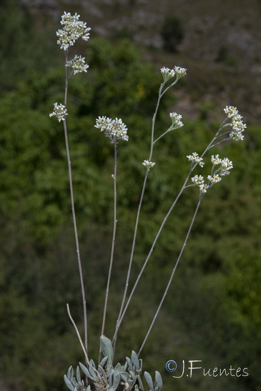 Hormathophylla longicaulis.22