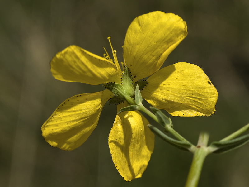 Hypericum elongatum callithyrsum.23