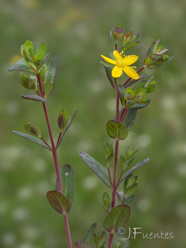 Hypericum humifusum.08