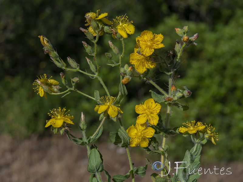 Hypericum pubescens.08