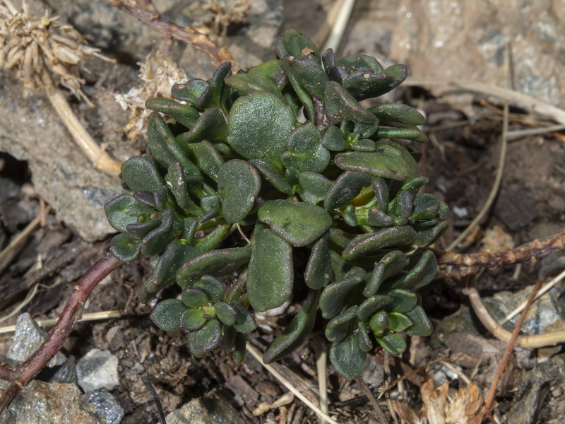 Iberis carnosa embergeri.28