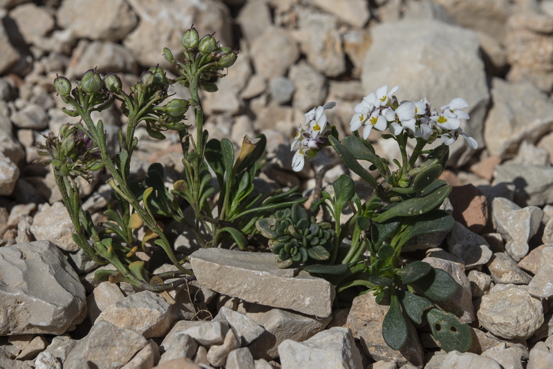 Iberis carnosa embergeri.29