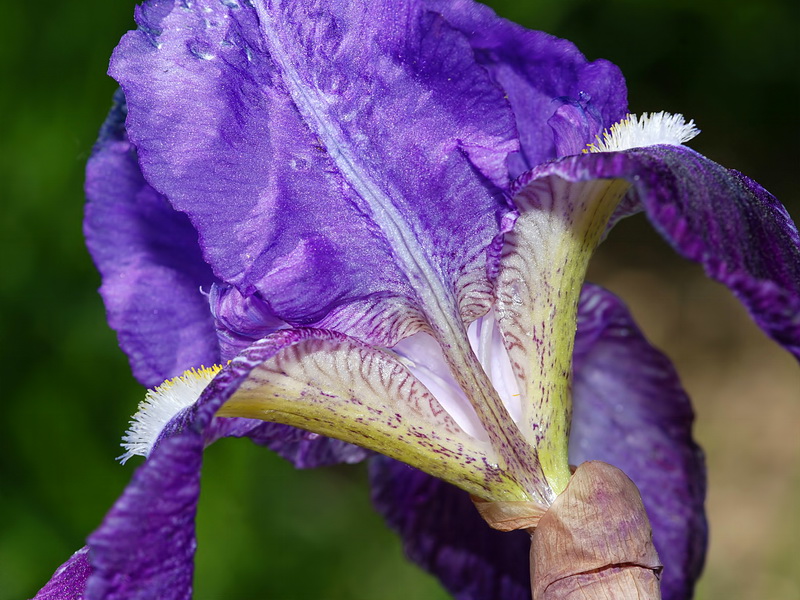 Iris germanica.11