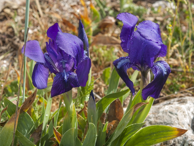Iris lutescens.04