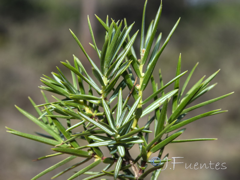 Juniperus oxycedrus.03