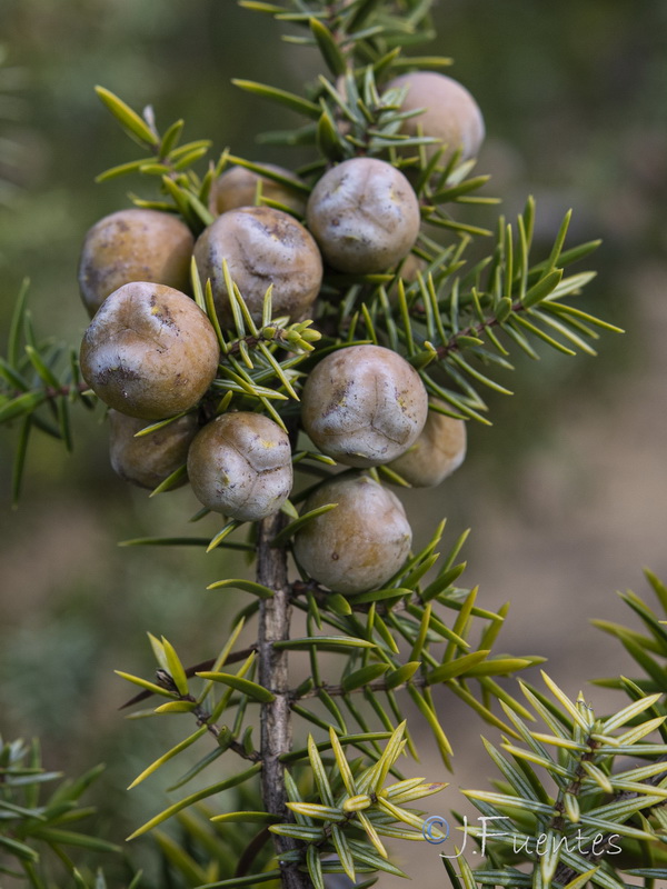 Juniperus oxycedrus macrocarpa.14