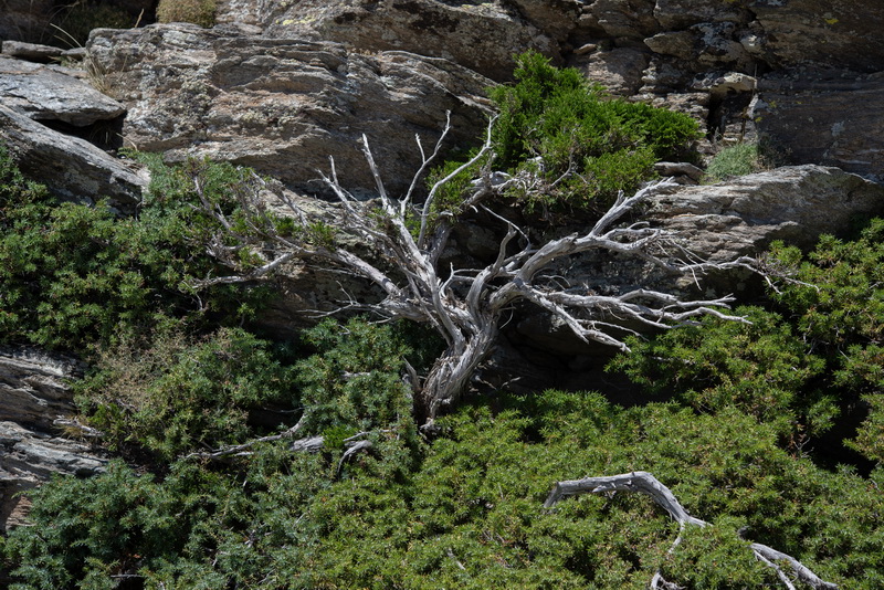 Juniperus sabina.03