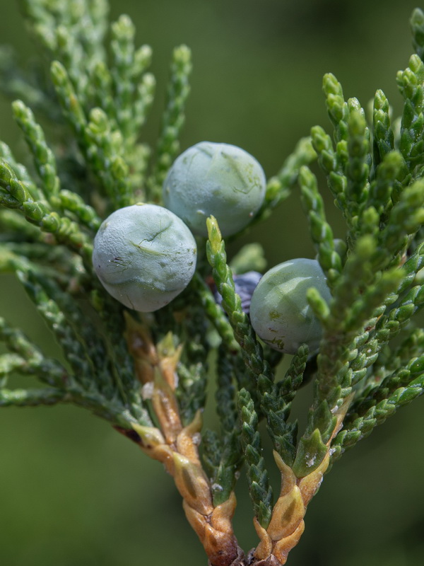 Juniperus sabina.18