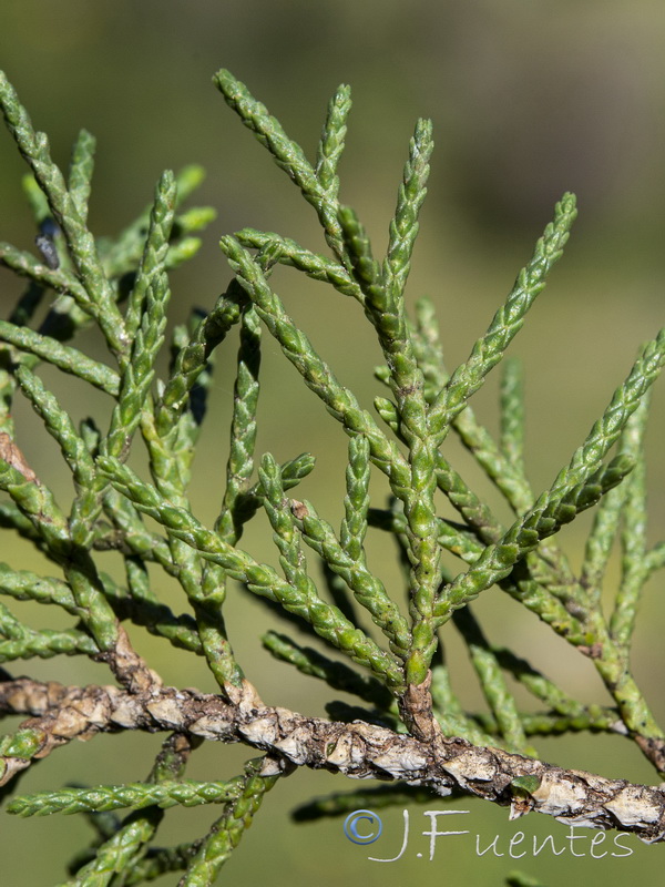 Juniperus thurifera.25