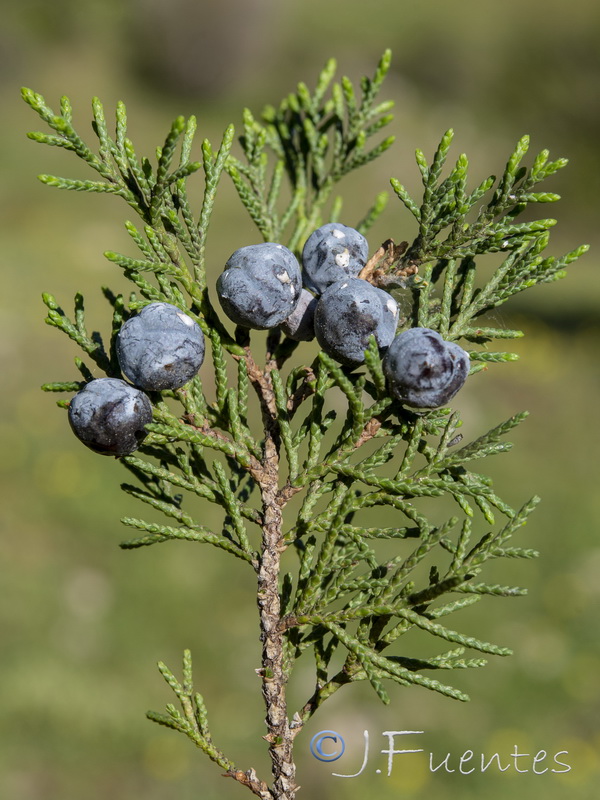 Juniperus thurifera.28
